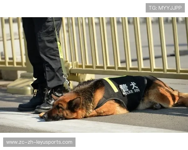 体育“安保犬”:嗅探爆炸物的K9队员 体育“安保犬”:嗅探爆炸物的K9队员