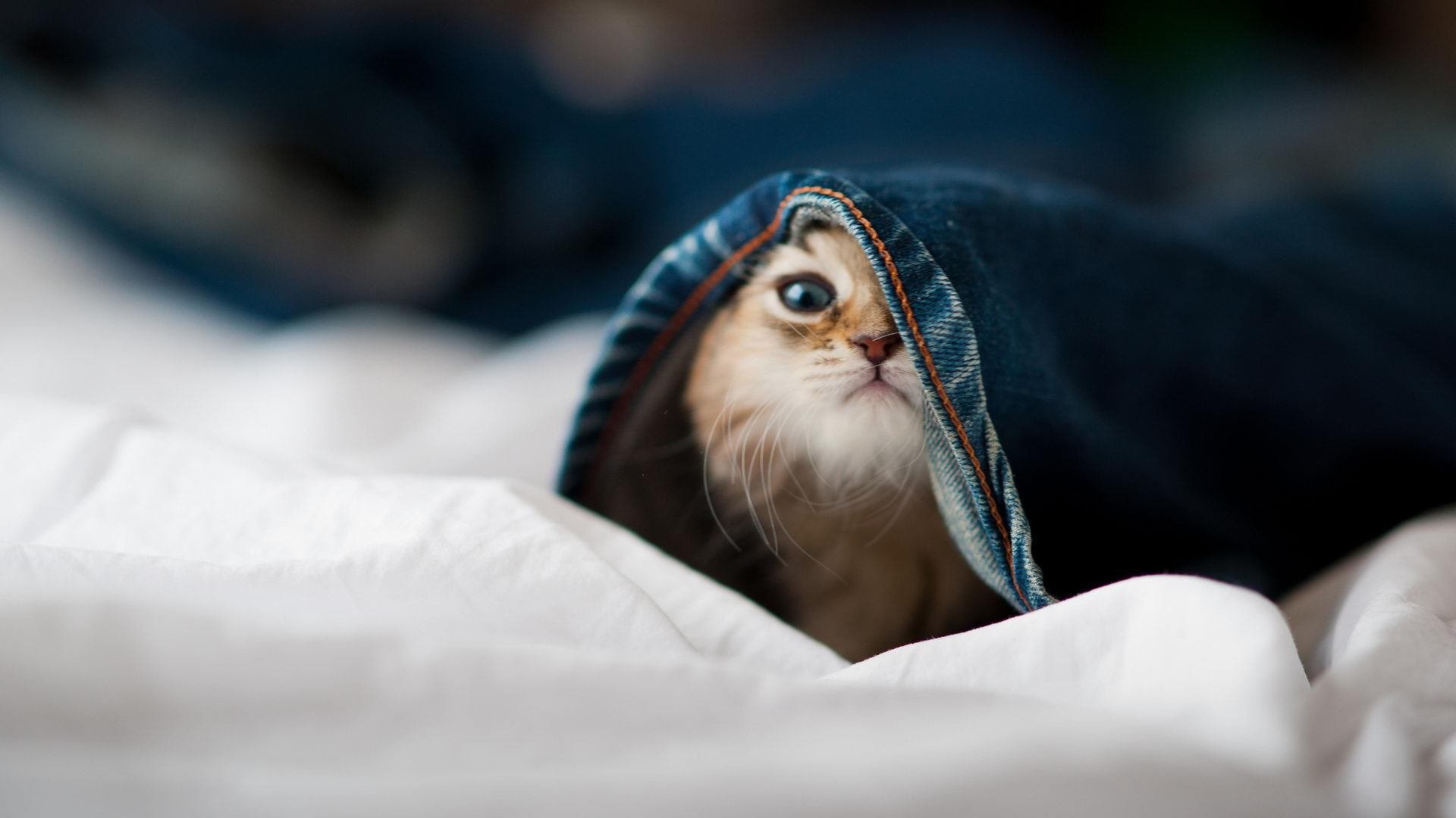 乐鱼app-NBA球员投篮命中率分析,nba投篮命中率包括罚球么