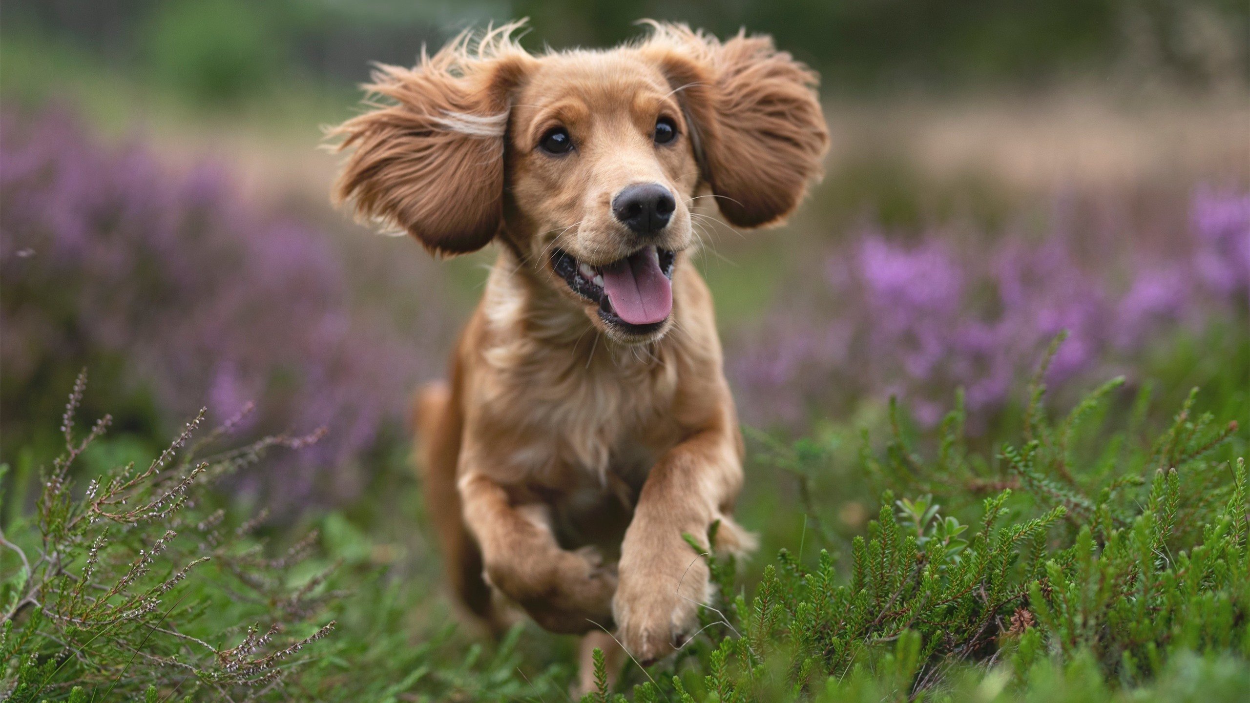 乐鱼体育app官网-普里戈达用实力回应质疑，普里戈任