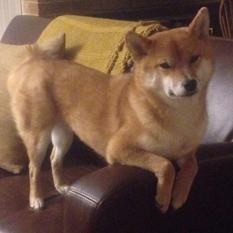 乐鱼体育app官网下载-林丹豪取连胜羽毛球世锦赛,林丹羽毛球世界杯